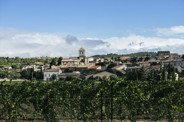 Vignoble